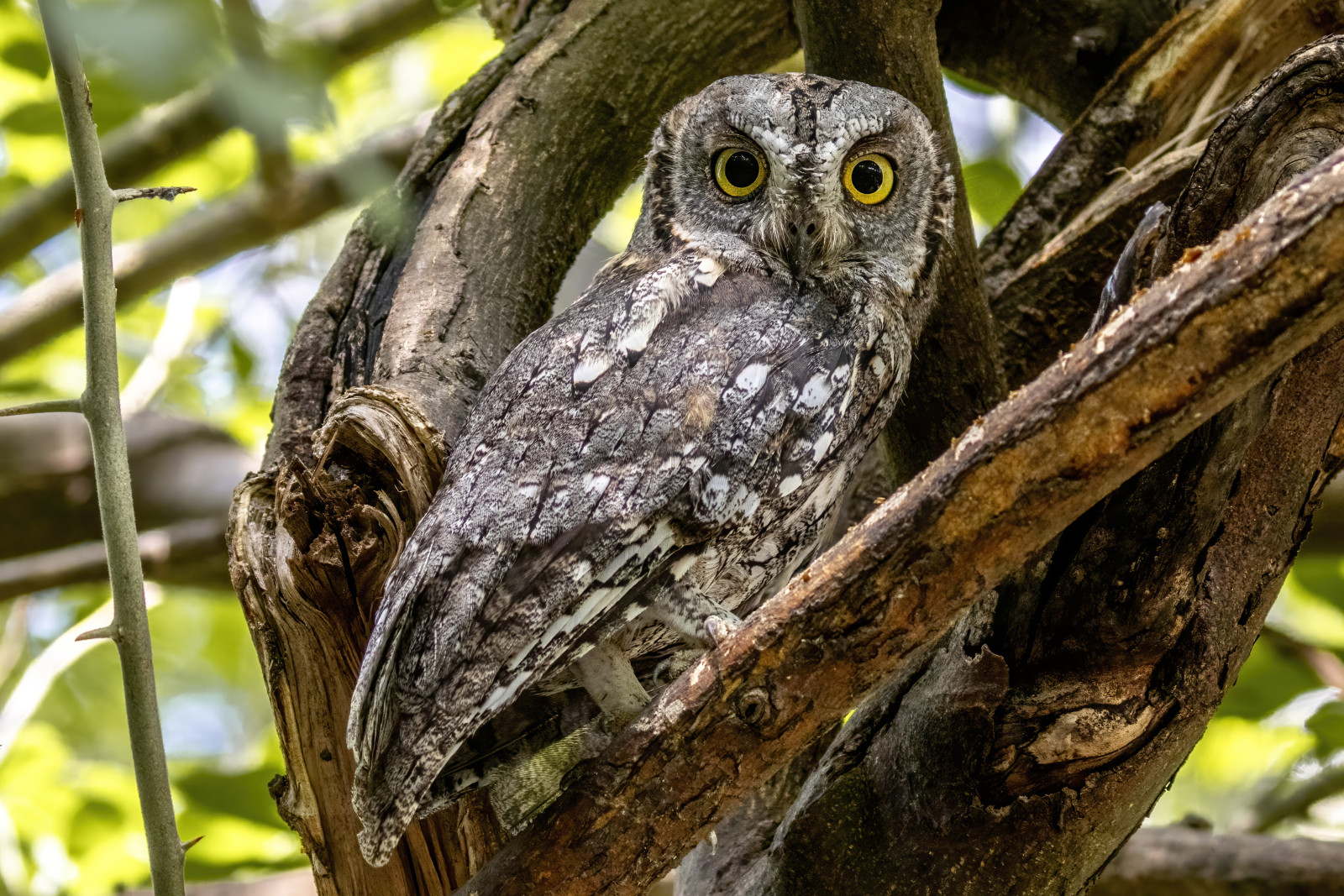 image African Scops Owl